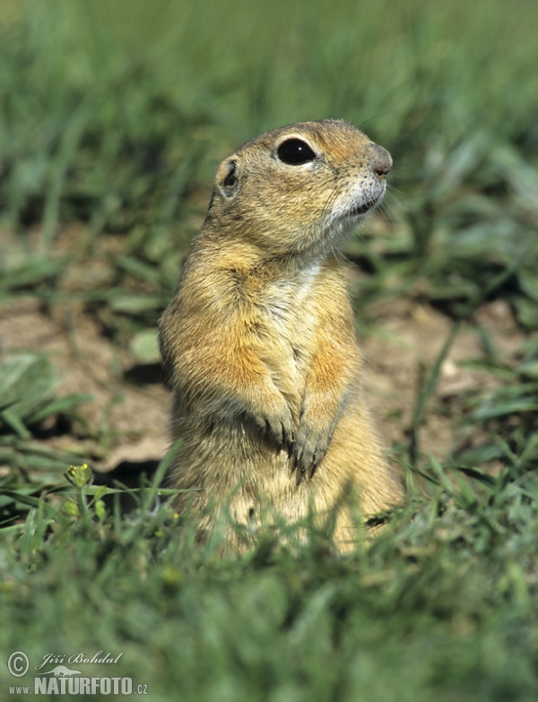 Europäischer Ziesel (Spermophilus citellus)