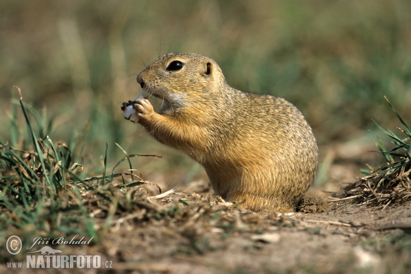 Europäischer Ziesel (Spermophilus citellus)