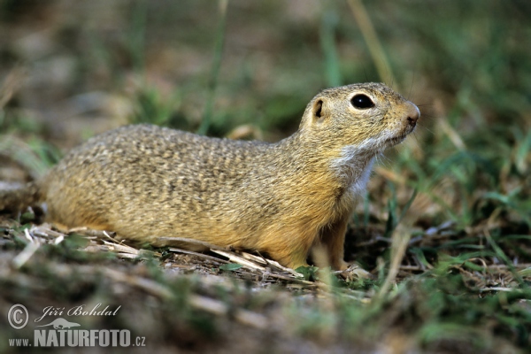 Europäischer Ziesel (Spermophilus citellus)