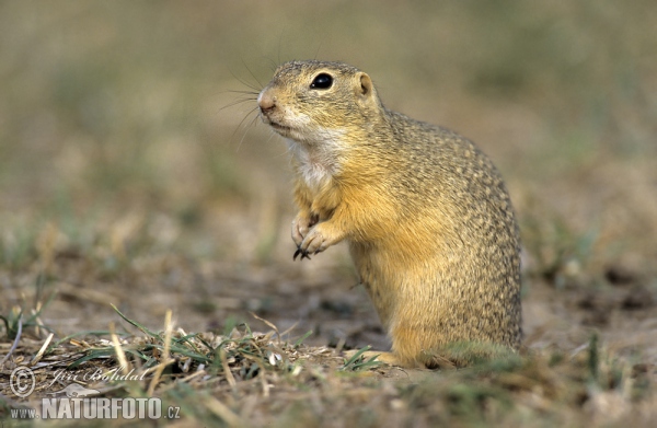 Europäischer Ziesel (Spermophilus citellus)