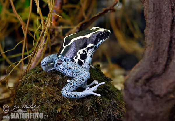 Färberfrosch (Dendrobates tinctorius)