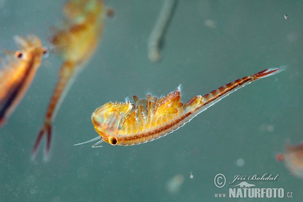 Feenkrebs (Eubranchipus grubii)