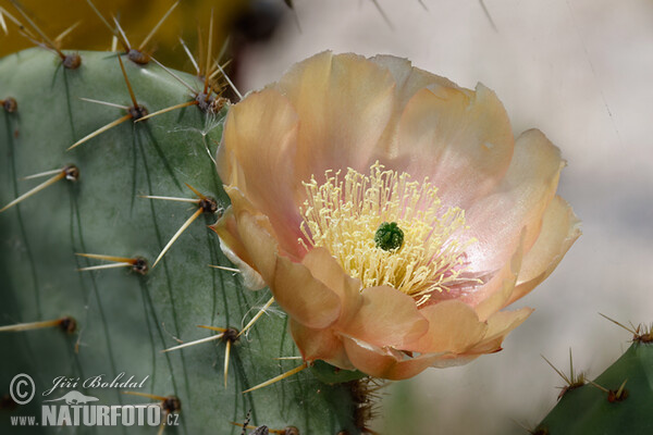 Feigenkaktus (Opuntia sp.)