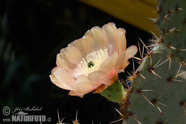 Feigenkaktus (Opuntia sp.)