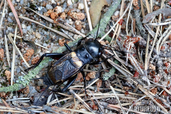 Feldgrille (Gryllus campestris)