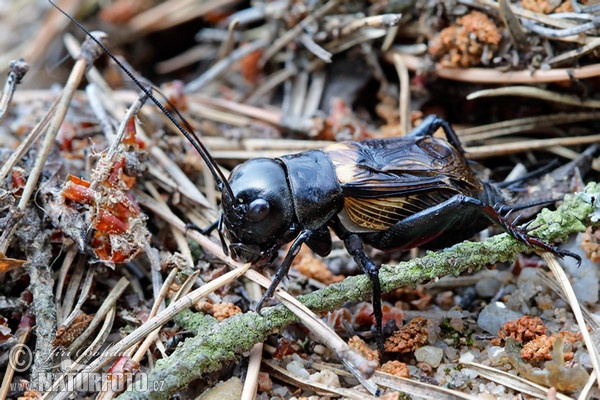 Feldgrille (Gryllus campestris)