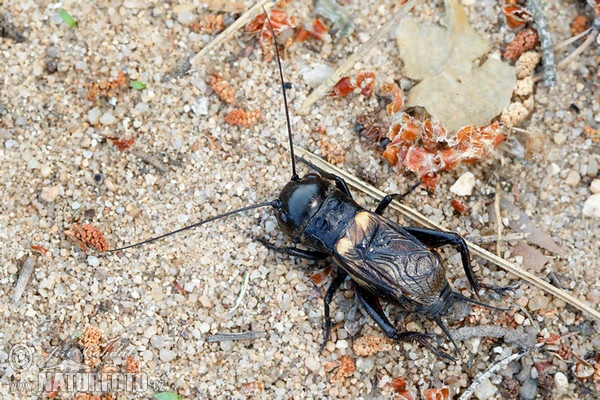 Feldgrille (Gryllus campestris)