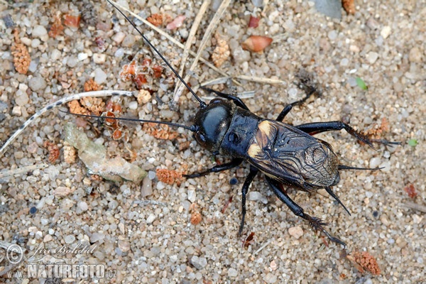 Feldgrille (Gryllus campestris)