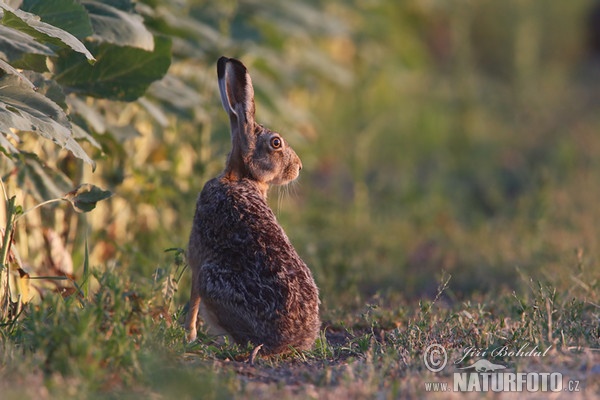 Feldhase (Lepus europaeus)