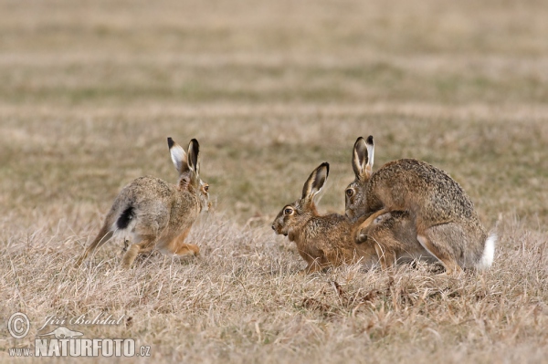 Feldhase (Lepus europaeus)