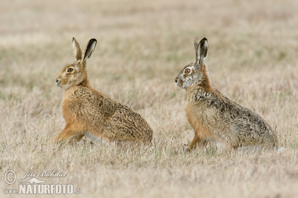 Feldhase (Lepus europaeus)