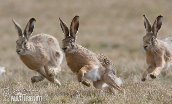 Feldhase (Lepus europaeus)