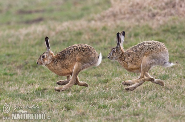 Feldhase (Lepus europaeus)