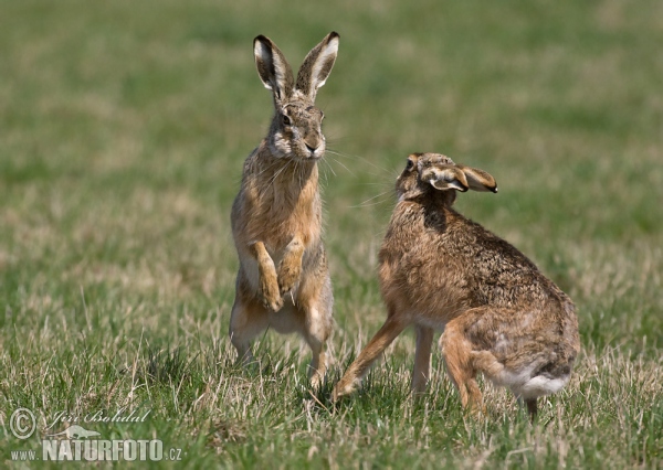 Feldhase (Lepus europaeus)