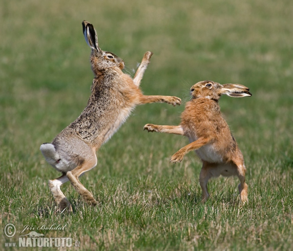 Feldhase (Lepus europaeus)