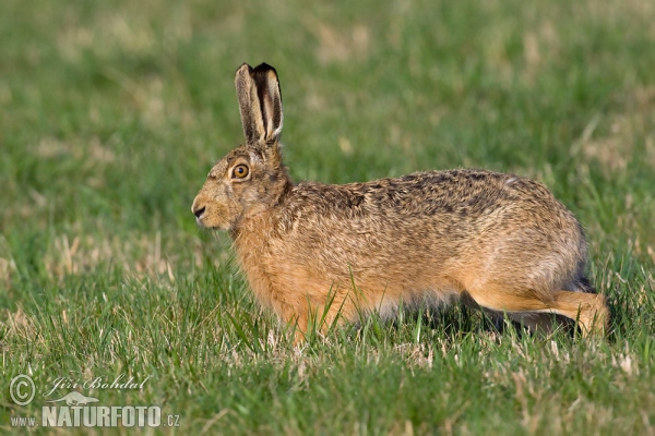 Feldhase (Lepus europaeus)