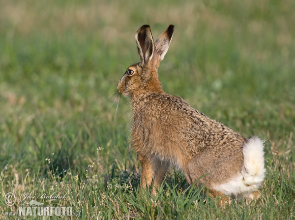 Feldhase (Lepus europaeus)