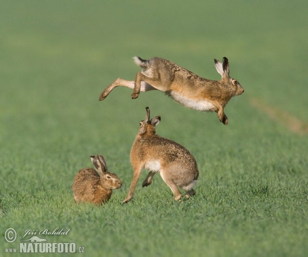 Feldhase (Lepus europaeus)