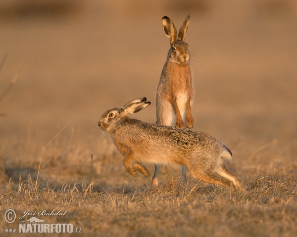 Feldhase (Lepus europaeus)