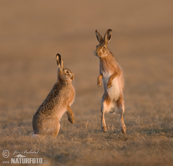 Feldhase (Lepus europaeus)