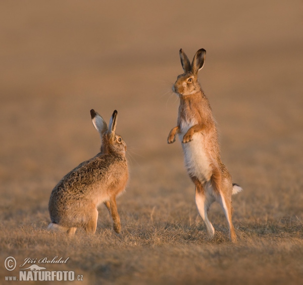 Feldhase (Lepus europaeus)