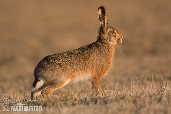 Feldhase (Lepus europaeus)