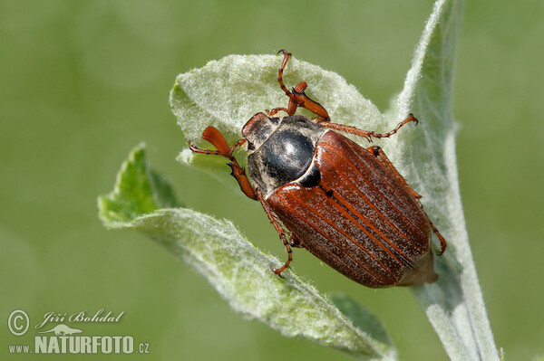 Feldmaikäfer (Melolontha melolontha)