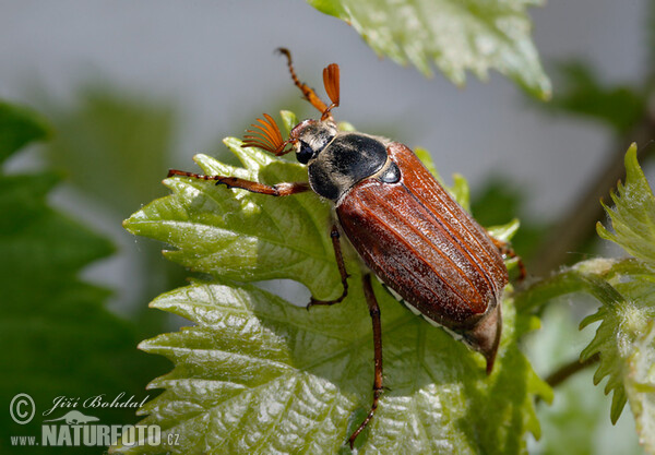 Feldmaikäfer (Melolontha melolontha)