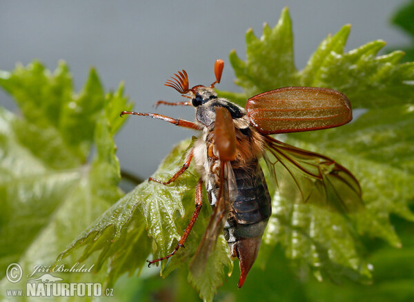 Feldmaikäfer (Melolontha melolontha)