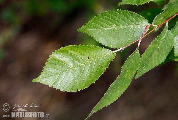 Feldulme (Ulmus minor)