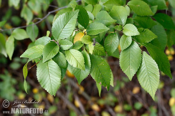 Feldulme (Ulmus minor)