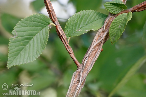 Feldulme (Ulmus minor)