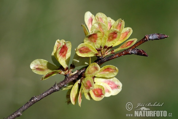 Feldulme (Ulmus minor)