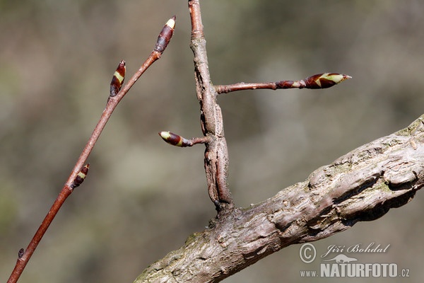 Feldulme (Ulmus minor)