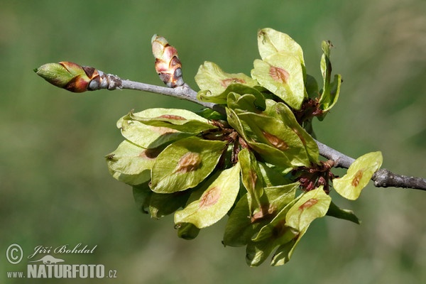 Feldulme (Ulmus minor)