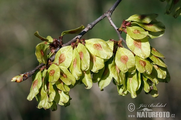 Feldulme (Ulmus minor)