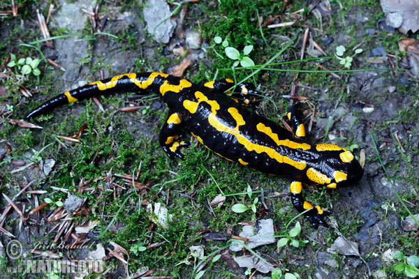 Feuersalamander (Salamandra salamandra)