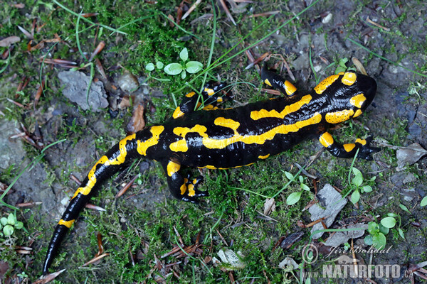 Feuersalamander (Salamandra salamandra)