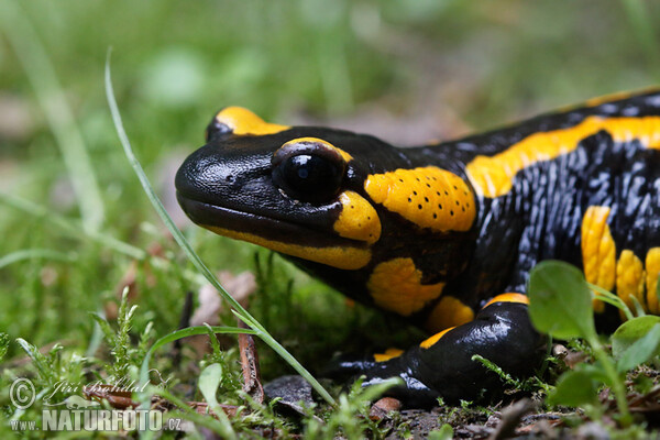 Feuersalamander (Salamandra salamandra)