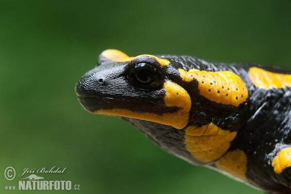 Feuersalamander (Salamandra salamandra)