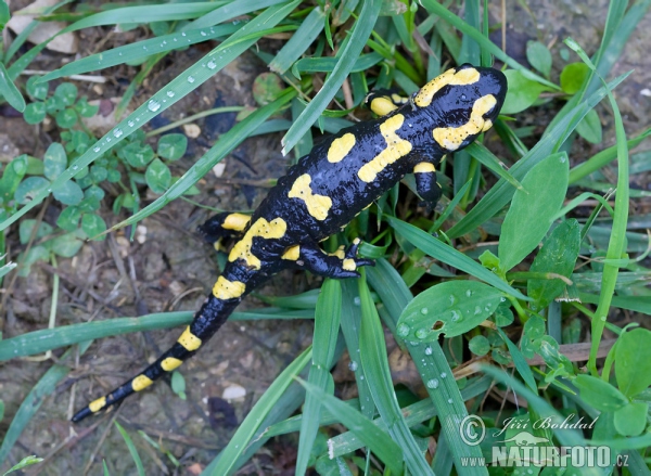 Feuersalamander (Salamandra salamandra)