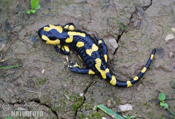 Feuersalamander (Salamandra salamandra)