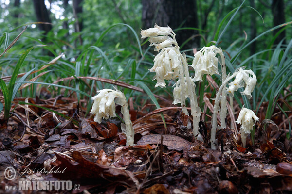 Fichtenspargel (Monotropa hypopitys)