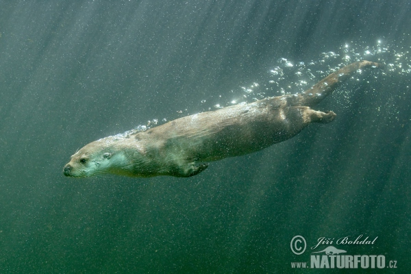 Fischotter (Lutra lutra)