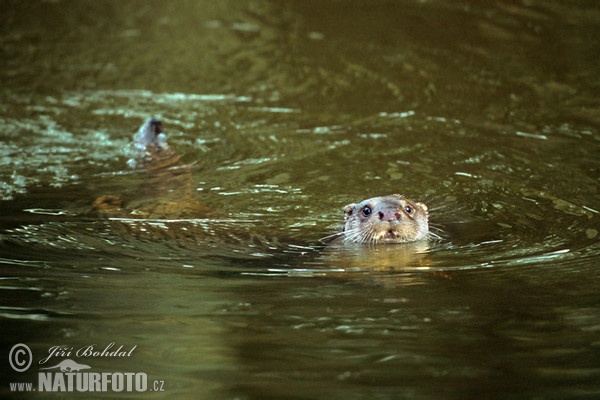 Fischotter (Lutra lutra)