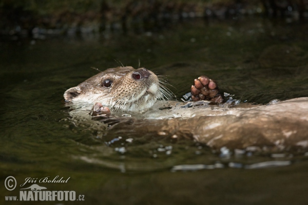 Fischotter (Lutra lutra)