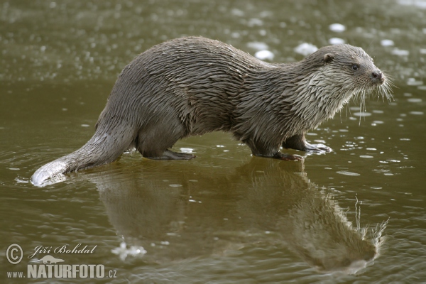 Fischotter (Lutra lutra)