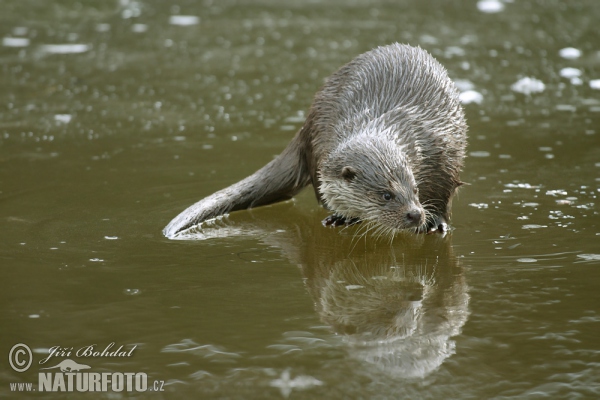 Fischotter (Lutra lutra)