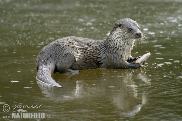 Fischotter (Lutra lutra)