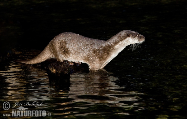 Fischotter (Lutra lutra)